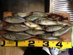 浦神湾アジング　表層リトリーブで連続ヒット！