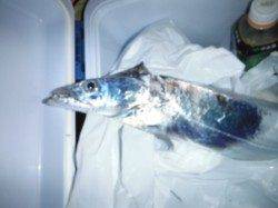 【狙えます！タチウオ♪】南芦屋浜