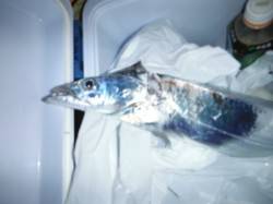 【狙えます！タチウオ♪】南芦屋浜