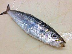 北公園　兵突ＲＴ、１ｋのタコなど