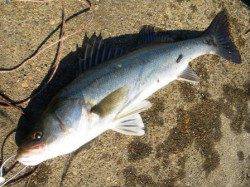 ハネ♪11日夕方泉大津ＲＴ