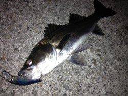 チーバス好調！神戸港！