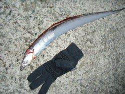 【良型ハネ】南芦屋浜リアルタイム