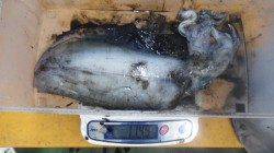 串本地磯ヤエン釣りにてアオリイカ12杯!!