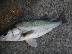 エビ撒き好調♪泉大津RT　５日　夕方