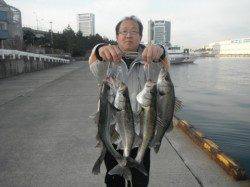 ハネ爆釣してます♪泉大津RT(12日・朝)