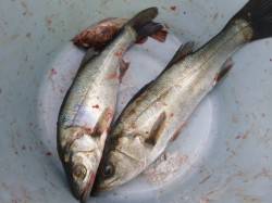 兵突ＲＴ、セイゴ　ガシラ　アナゴ　ハゼ