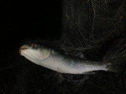 沖めに遠投で本命チヌ！ 新宮でのフカセ釣り