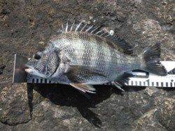 【チヌ釣れました】南芦屋浜