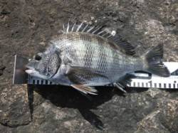 【チヌ釣れました】南芦屋浜 