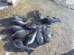 樫野でグレ好調!!