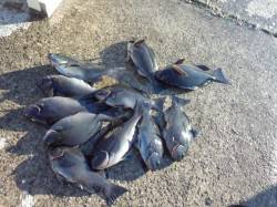 樫野でグレ好調！！  