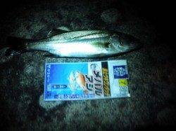 神戸空港でのべ竿・セイゴ♪