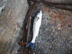 底撒きが大事！15日夕方泉大津RT