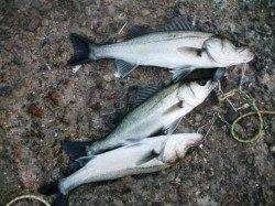 寒いけど・・・17日夕方泉大津RT