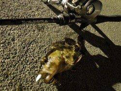 テトラXベイトフィネスXロックフィッシュ