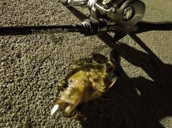 テトラXベイトフィネスXロックフィッシュ