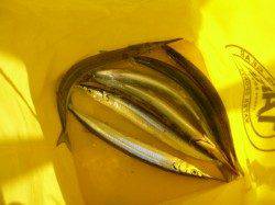 アジュール舞子、サヨリまだイケます！！