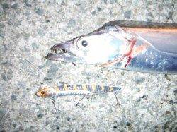 【まだまだ狙える!タチウオ♪】南芦屋浜