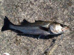 【エビ撒き釣りでハネ１本】南芦屋浜リアル