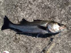 【エビ撒き釣りでハネ１本】南芦屋浜リアル …