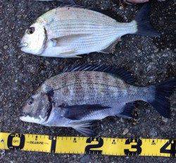 沖めに遠投で本命チヌ！ 新宮でのフカセ釣り