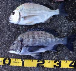 沖めに遠投で本命チヌ！ 新宮でのフカセ釣り…