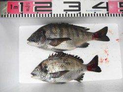 兵庫突堤ＲＴと和田防情報！