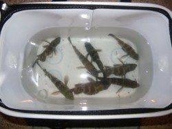 泉南メバリング調査♪