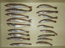 まだまだ！！キスも狙えば釣れるんです♪