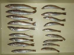 まだまだ！！キスも狙えば釣れるんです♪ 