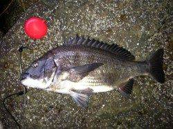 【フカセでチヌ４９ｃｍでました】南芦屋浜