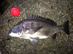 【フカセでチヌ４９ｃｍでました】南芦屋浜