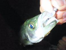 メバリングはいかがでしょうか♪