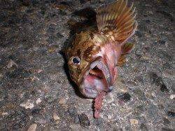 兵庫突堤でガシラ連発!