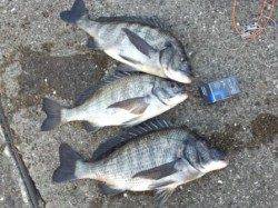 芦屋の【メタボチヌ】情報!!釣れています!