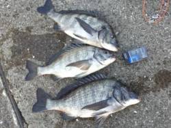 芦屋の【メタボチヌ】情報！！釣れています！…