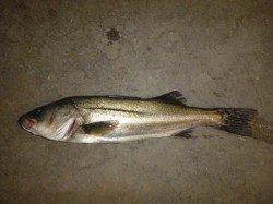 北公園でガシラ、小野浜でハネ