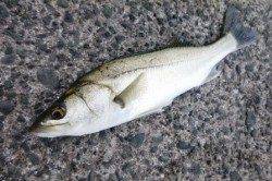 食コン★ハネ釣り＆良型ガシラ