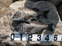 【メタボチヌ釣れました♪】南芦屋浜