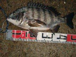 【エビ撒き・オキアミ】南芦屋浜リアルタイム