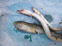 兵突ＲＴ、セイゴ　ガシラ　アナゴ　ハゼ