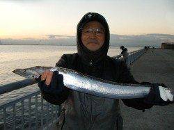 【ハネと太刀魚】南芦屋浜リアルタイム