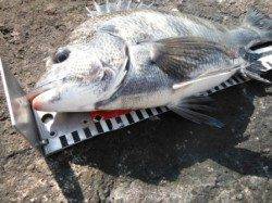 【チヌ釣れました】南芦屋浜