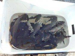 樫野でグレ好調!!