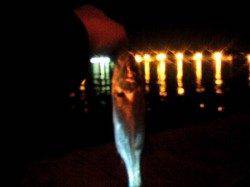 神戸空港でのべ竿・セイゴ♪