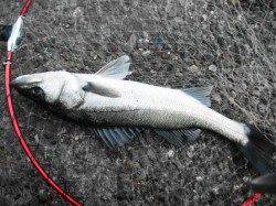 寒いけど・・・17日夕方泉大津RT