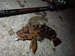 テトラXベイトフィネスXロックフィッシュ