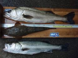 絶好調～！紀ノ川のシーバスとマゴチゲット～…