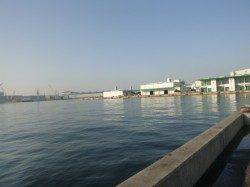 朝の兵庫突堤RT!　ガシラとハゼの釣果